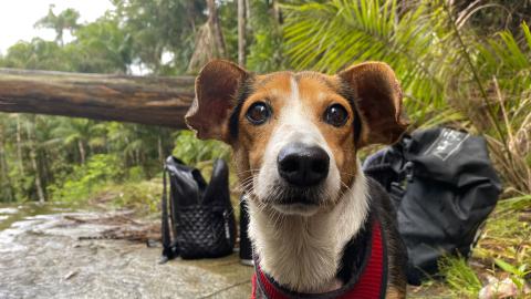 Tails on Trails: 5 Tips for Hiking with your Dog on Guam