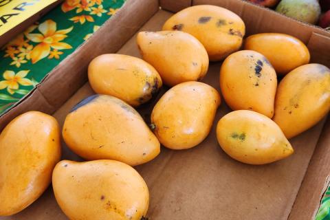 Guam's Annual Hagat Mango Festival 