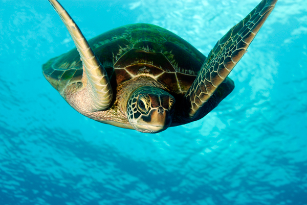 Life Aquatic: Q&A with Guam’s Top Underwater Photographer